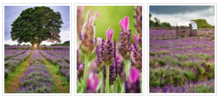 Lavender Field